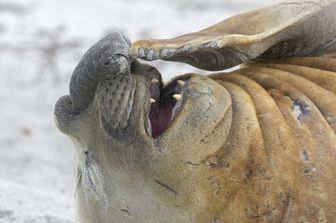 Un elefante marino fotografato alle isole Falkland