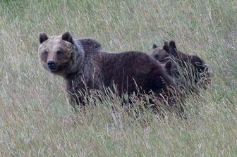 L'orsa Amarena con i suoi cuccioli