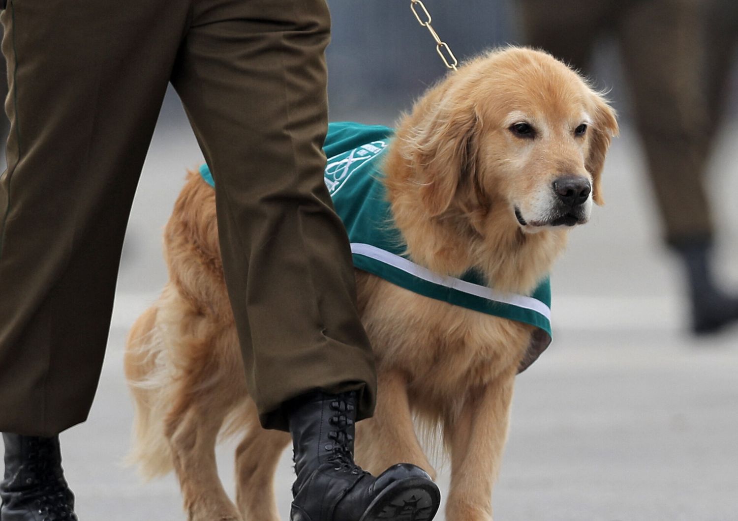 Per i cani poliziotto gi&agrave; in servizio &egrave; prevista un uniforme verde