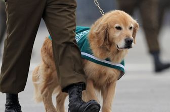 Per i cani poliziotto gi&agrave; in servizio &egrave; prevista un uniforme verde