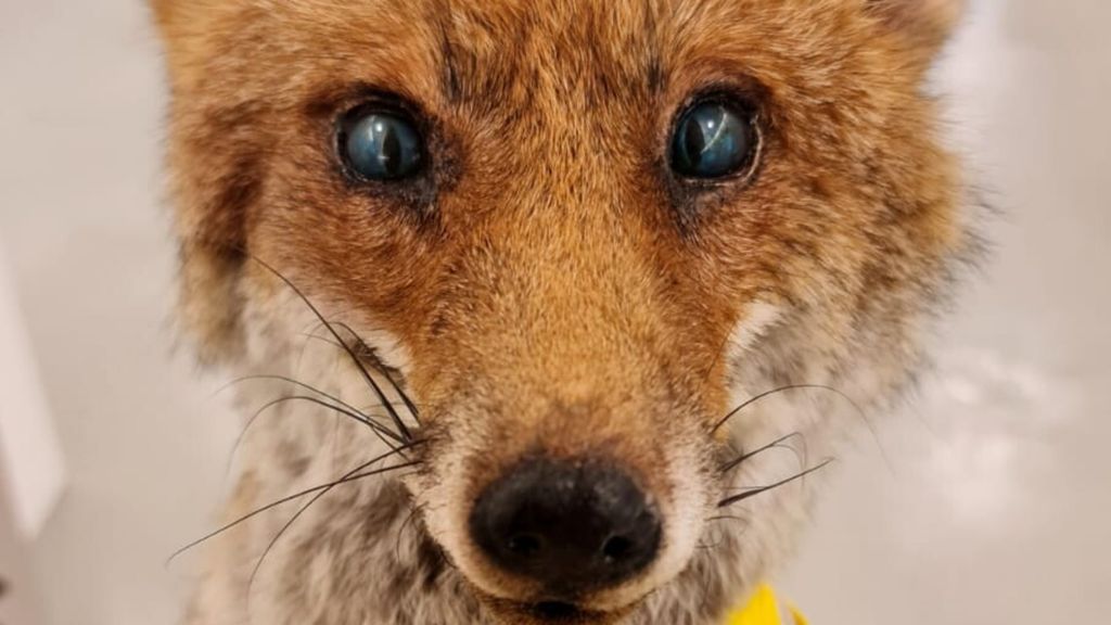 La "Skolstrejk för Klimatet" degli animali. A Milano una installazione contro il collasso ambientale