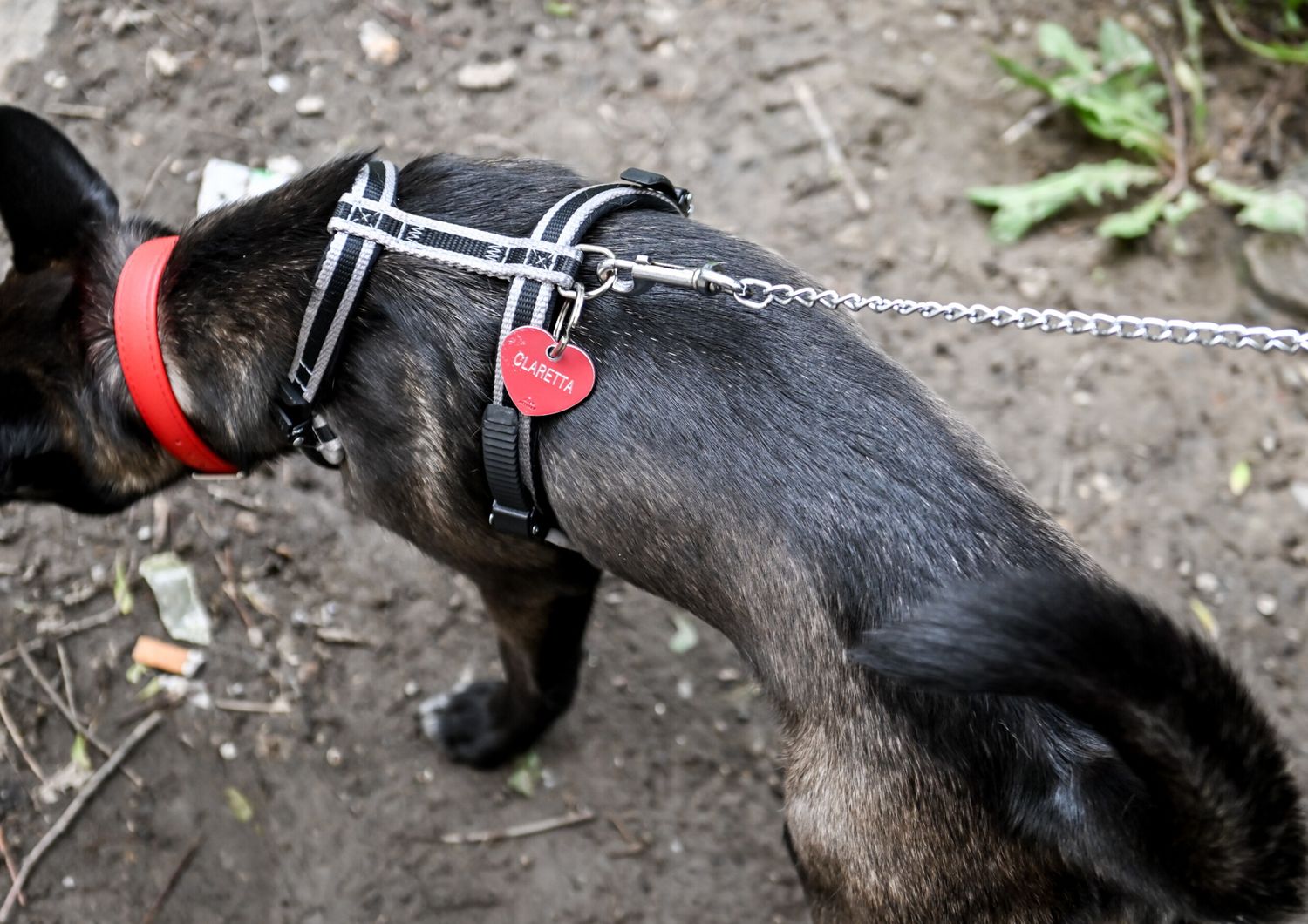 I cani contaminano gli stagni londinesi con i farmaci antiparassitari