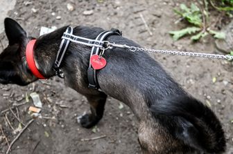 I cani contaminano gli stagni londinesi con i farmaci antiparassitari