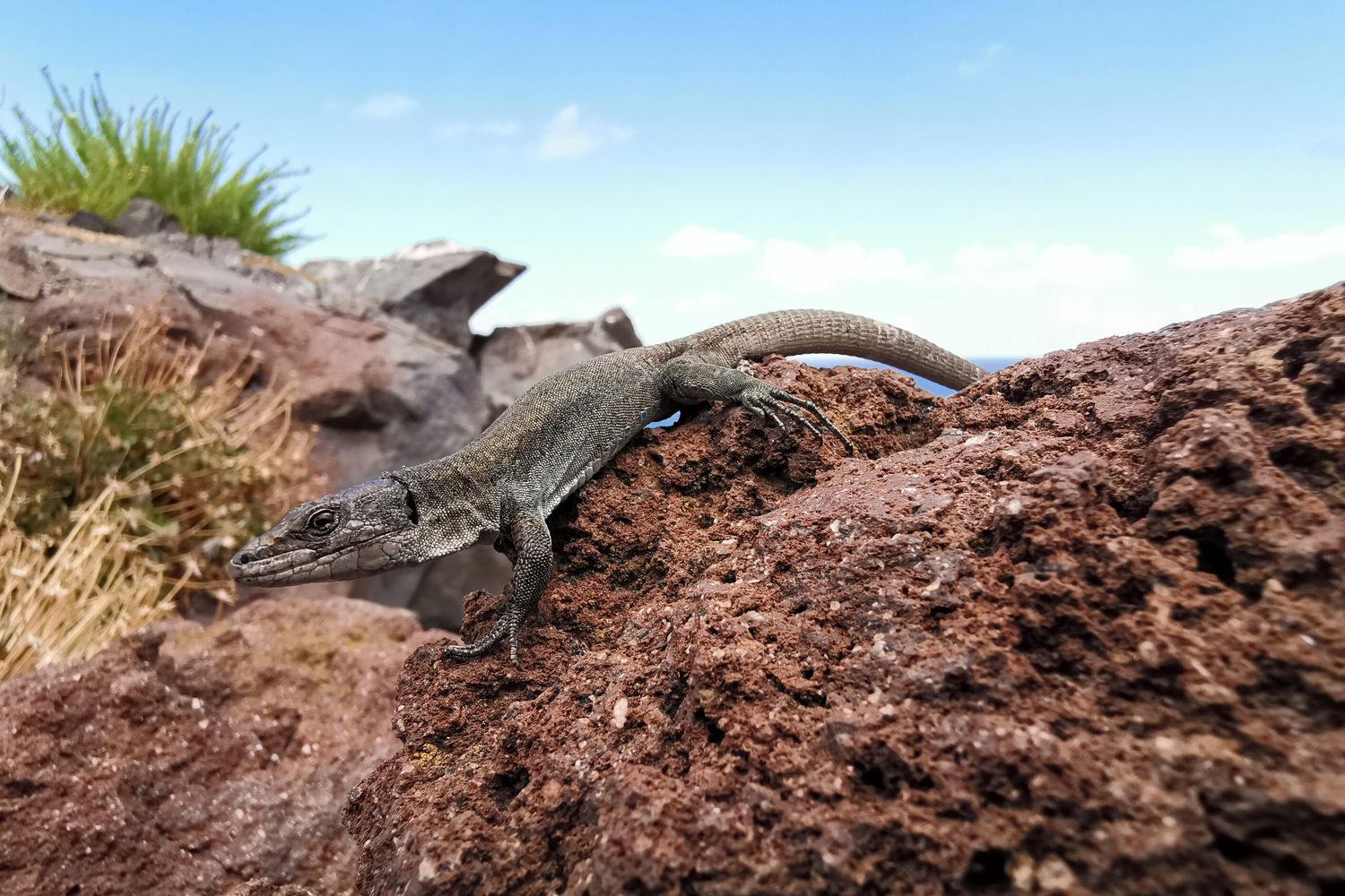 Dalle Eolie al Bioparco di Roma, al via lo screening sanitario per le lucertole