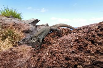 Dalle Eolie al Bioparco di Roma, al via lo screening sanitario per le lucertole