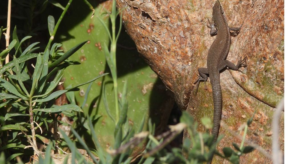 Dalle Eolie al Bioparco di Roma, al via lo screening sanitario per le lucertole