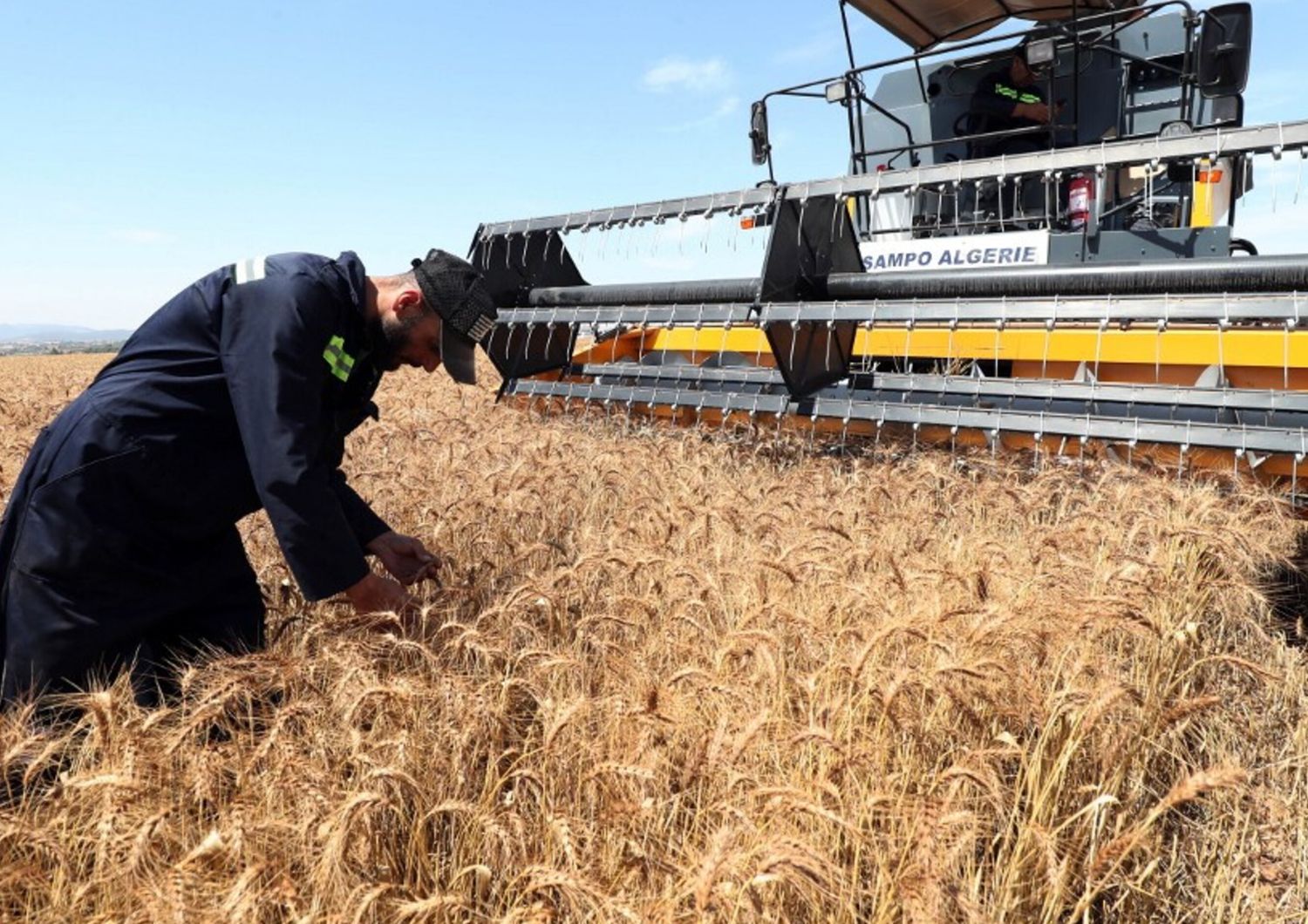 La raccolta di grano, campagna 2023-2024, Algeria