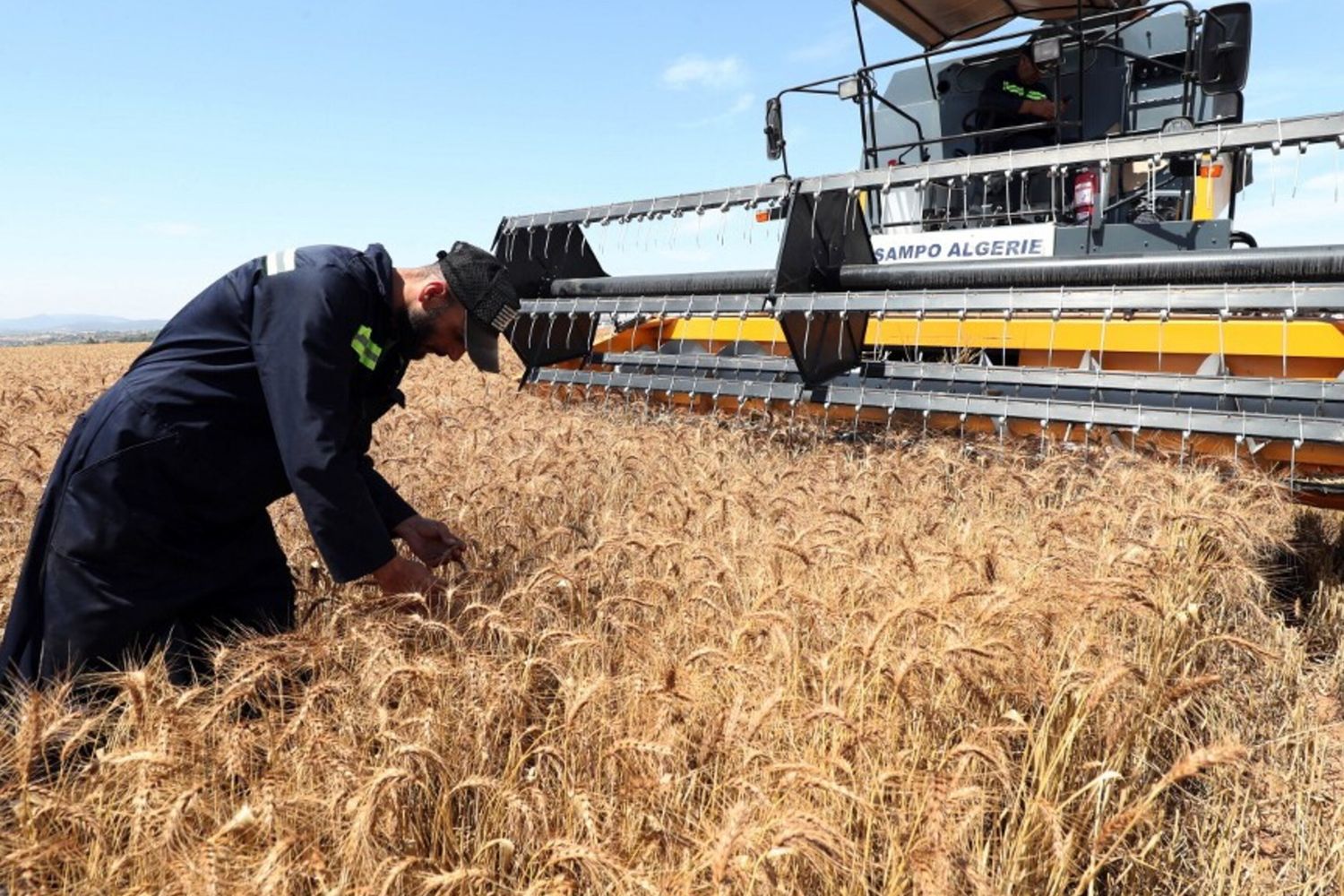 La raccolta di grano, campagna 2023-2024, Algeria