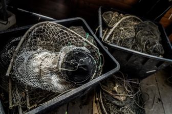 Taranto cozze uccise caldo