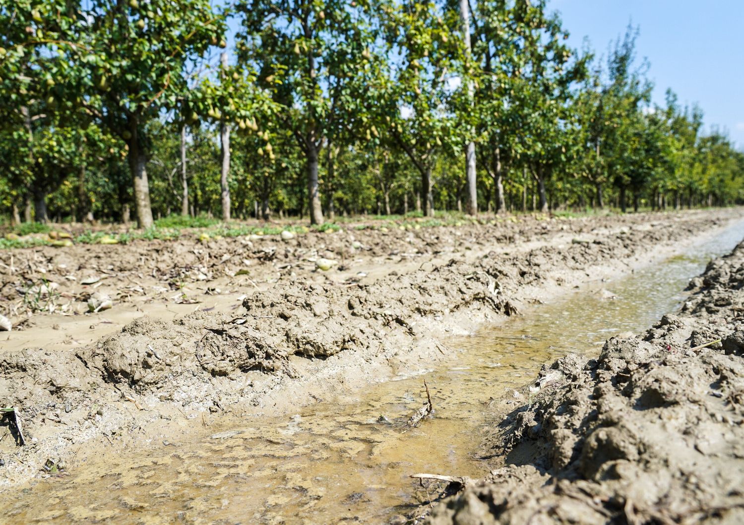 E' colpa del cambiamento climatico se l’acaro rosso prospera e fa danni