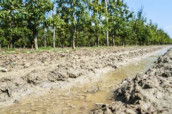 E' colpa del cambiamento climatico se l’acaro rosso prospera e fa danni