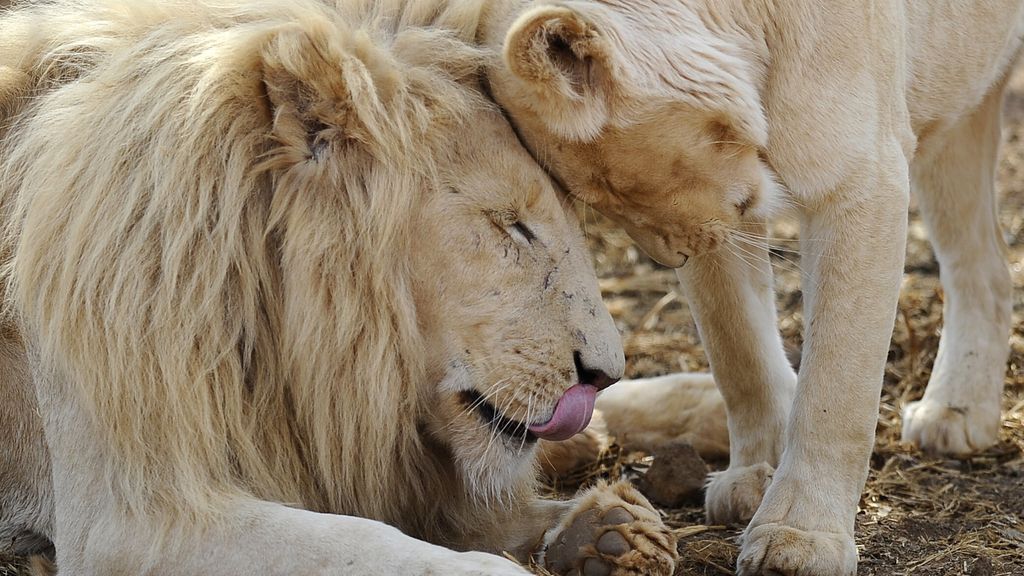 Perchè i ranger stanno monitorando la popolazione dei leoni in Uganda