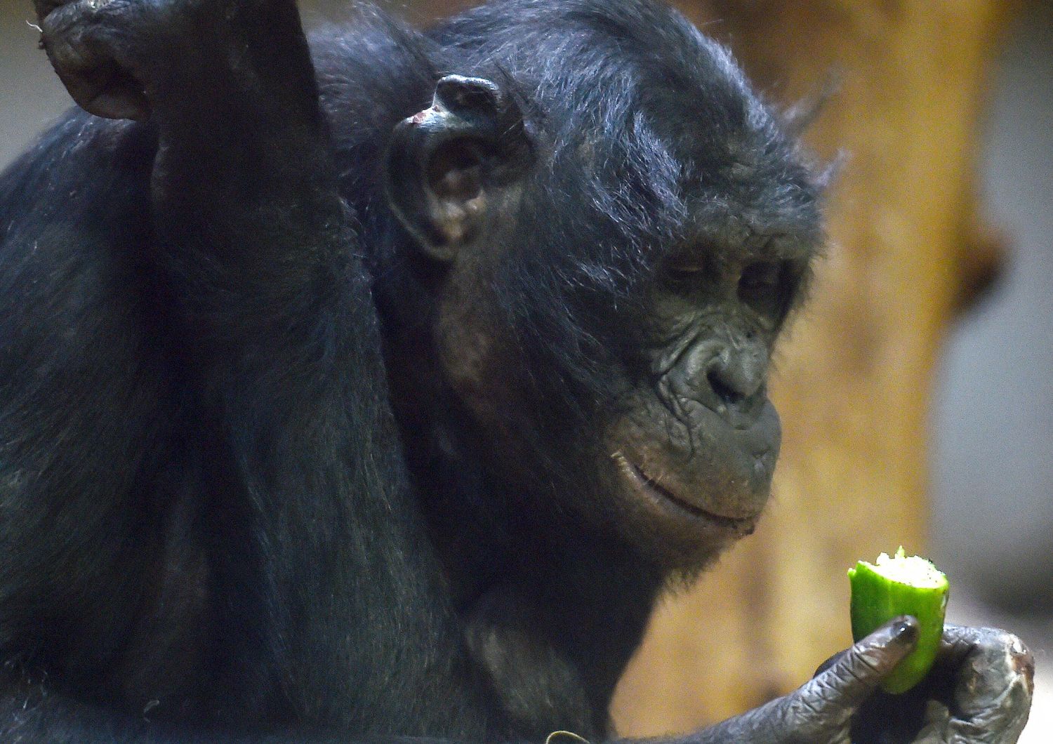 Bonobo a rischio estinzione