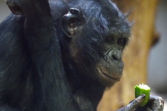 Bonobo a rischio estinzione