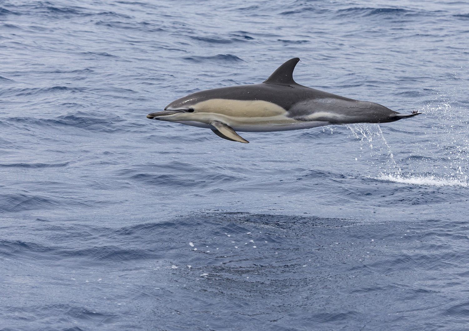 Trovate delle microplastiche nell’aria espirata dai delfini