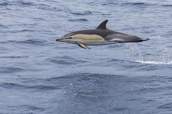 Trovate delle microplastiche nell’aria espirata dai delfini