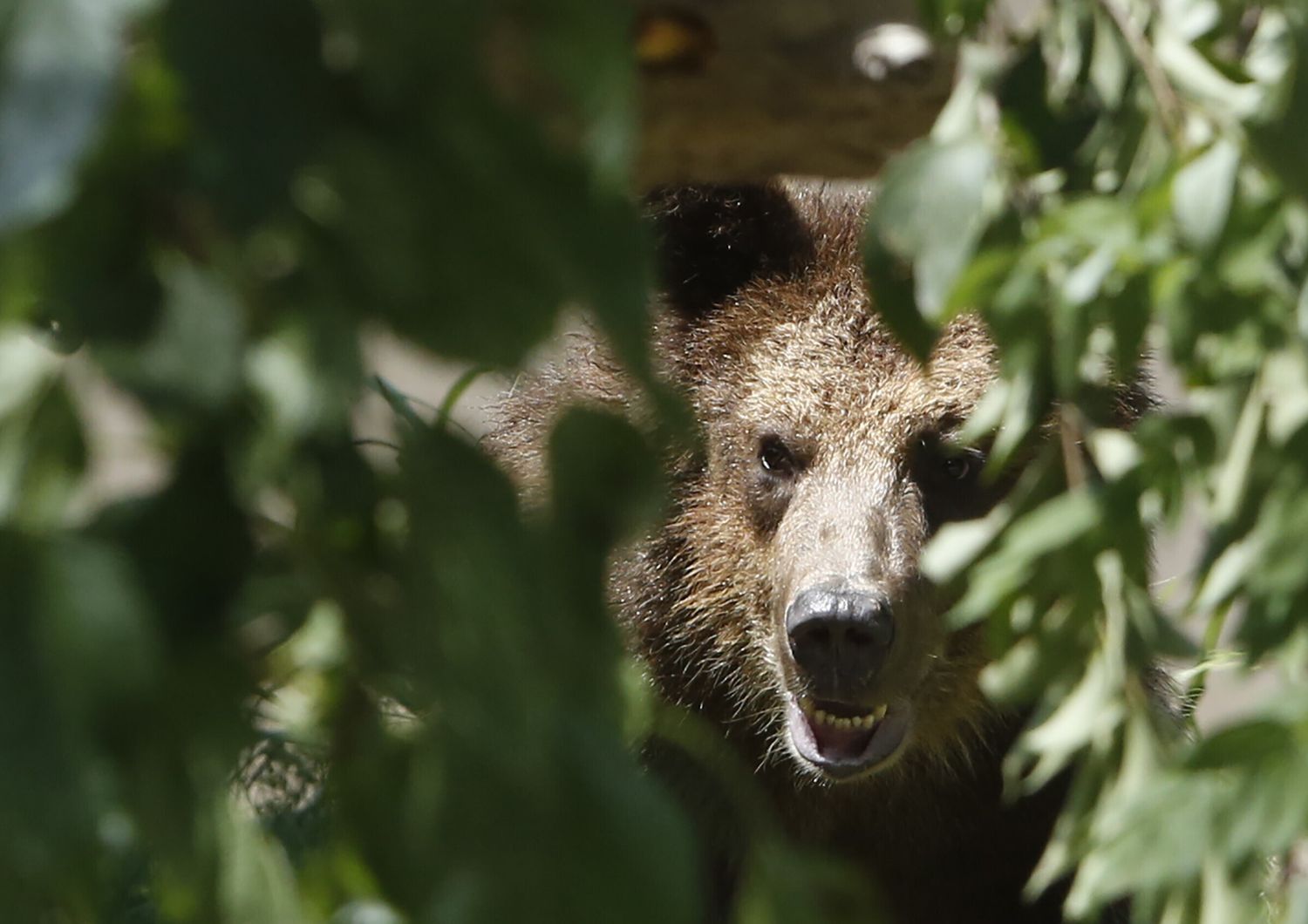 Orso immortalato in Trentino