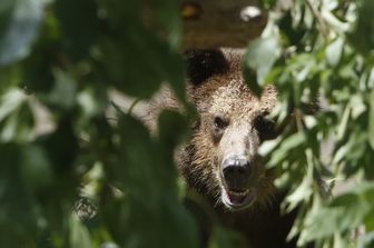 Orso immortalato in Trentino