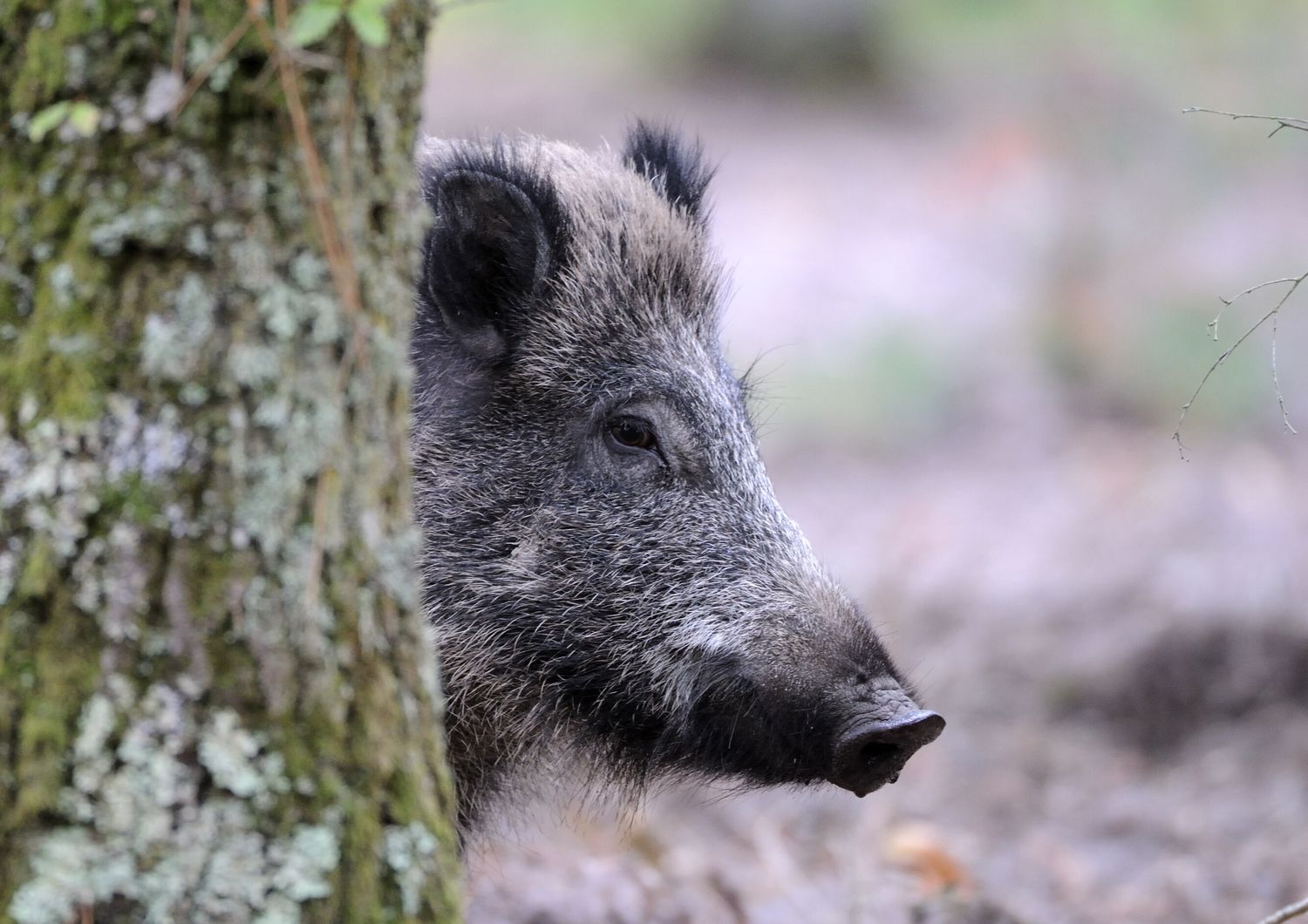 Un cinghiale