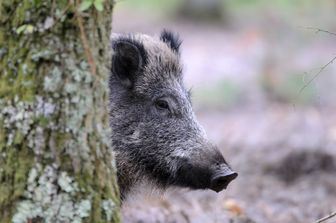 Un cinghiale