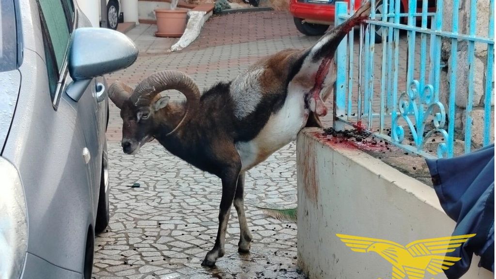 Muflone resta infilzato in una recinzione, lo salva il Corpo forestale di Arbatax