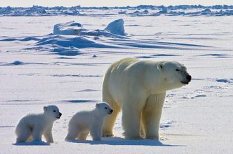 Un’orsa polare e i suoi due cuccioli attraversano il ghiaccio marino dell’Oceano Artico