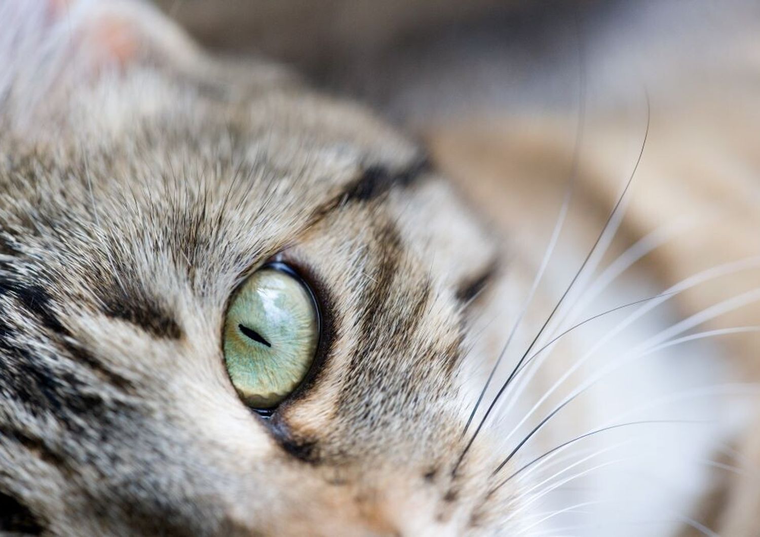 Gatto salva la famiglia da un incendio