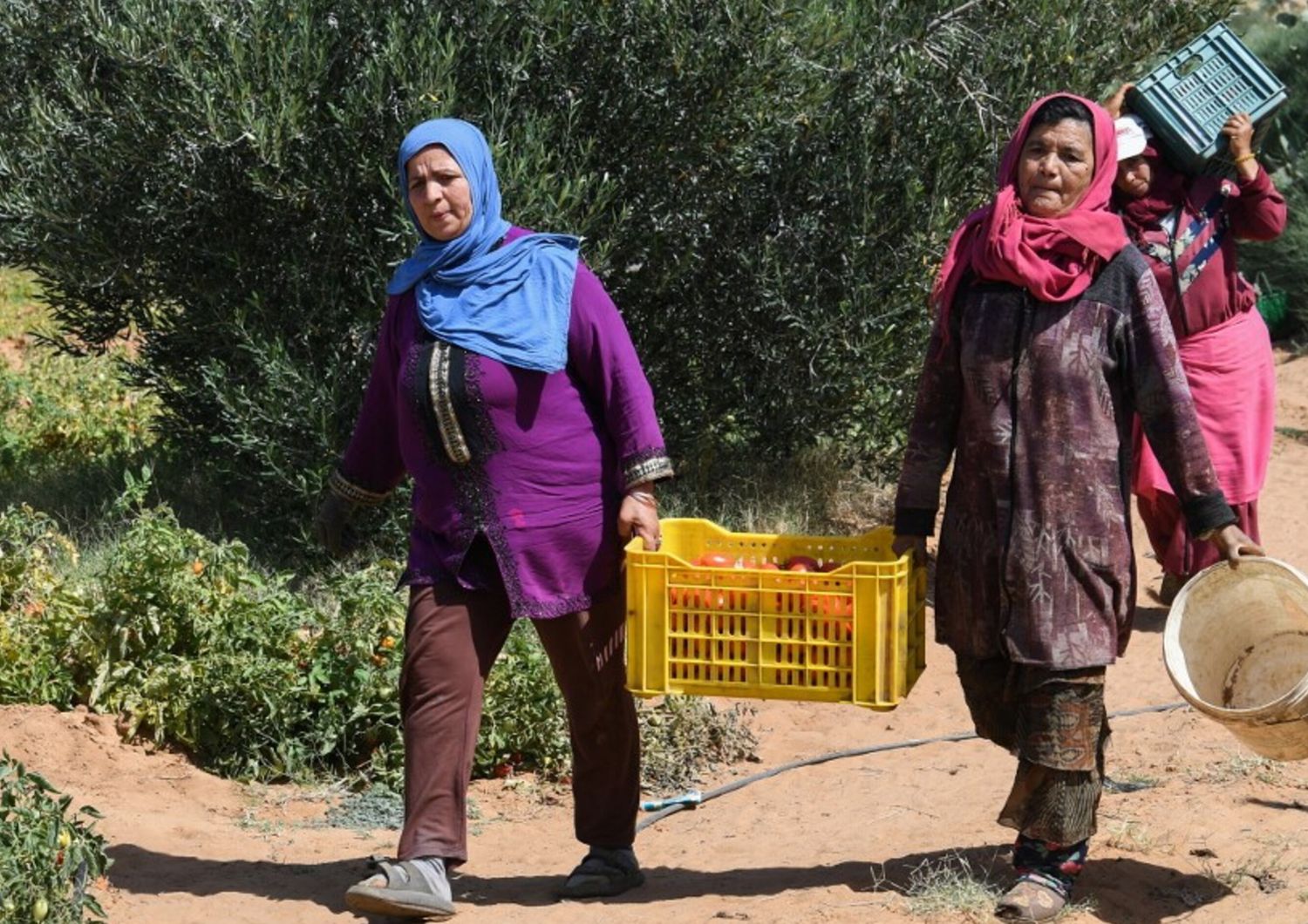 italie et la tunisie renforcent la cooperation agricole