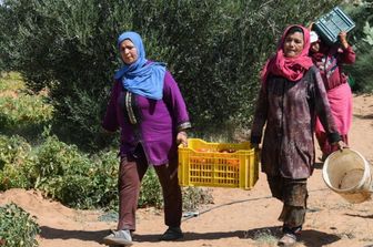 italie et la tunisie renforcent la cooperation agricole