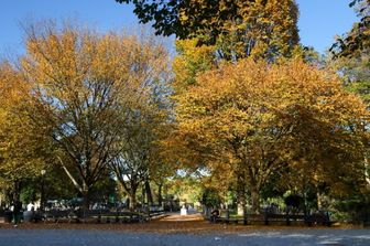 foliage new york colori autunno