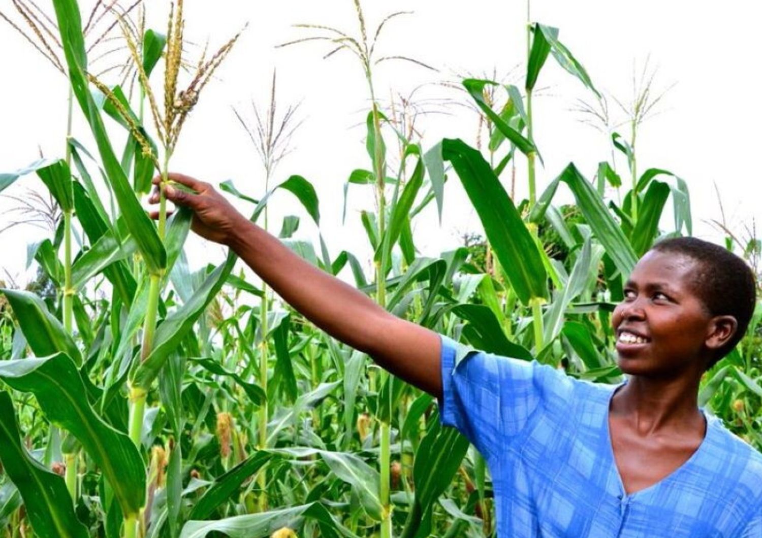 Le fonds pour atténuer les impacts de la sécheresse provoqués par le passage d'El Niño au Mozambique  soutiendra les agriculteurs