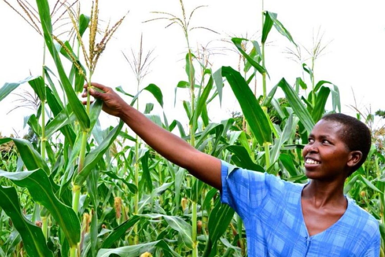 Il fondo per mitigare gli impatti della siccità causata dal passaggio di El Niño in Mozambico sosterrà gli agricoltori