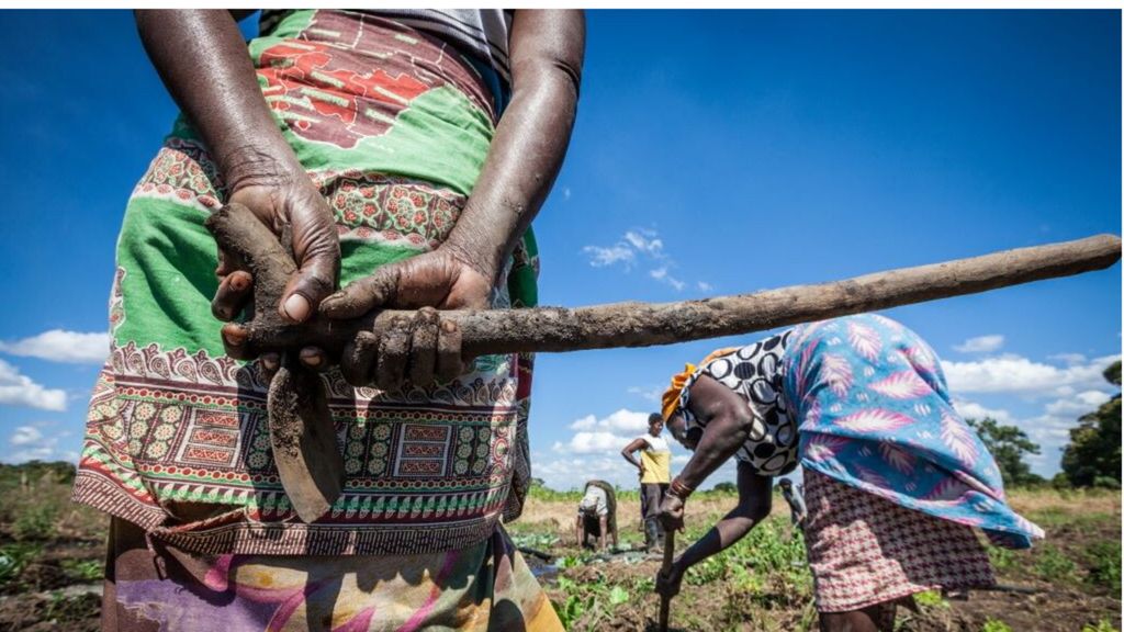 Au Mozambique, l'Italie opère sur cinq axes prioritaires: le secteur de l'agriculture et du développement rural est davantage axé sur l'agro-transformation et les chaînes de valeur