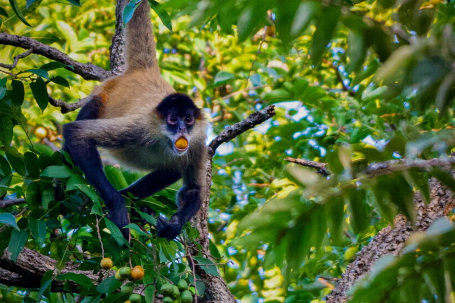 Una scimmia ragno si nutre di frutti di spondia mombin