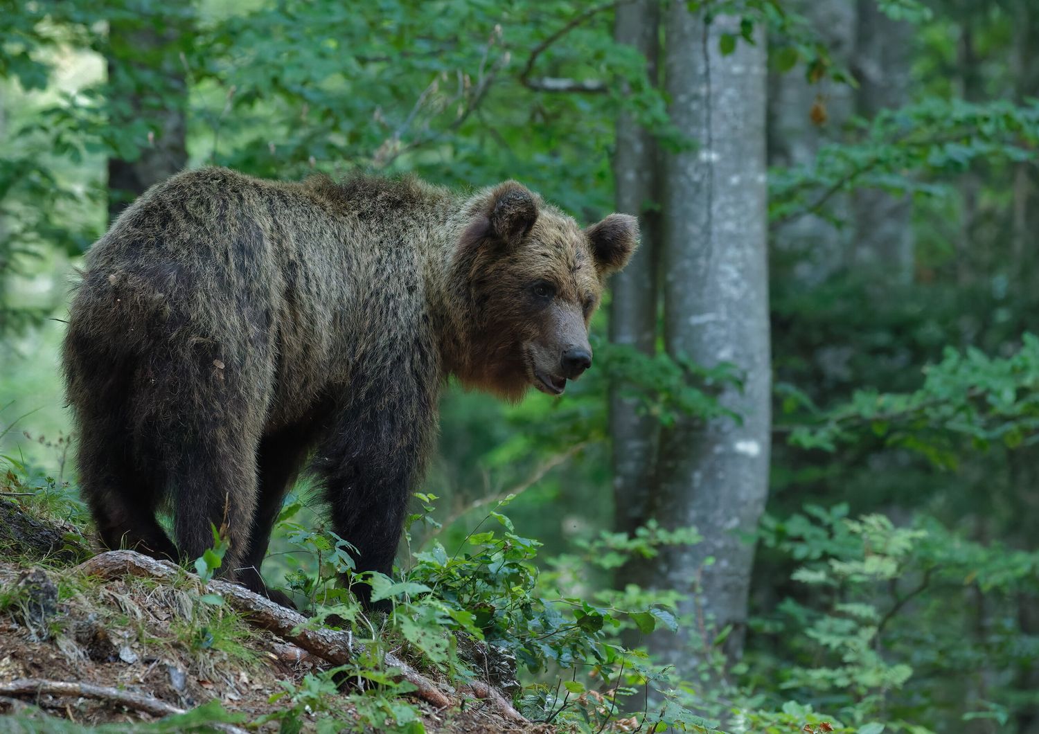 Un orso bruno