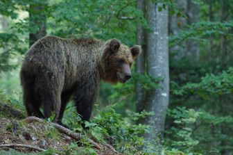 Un orso bruno