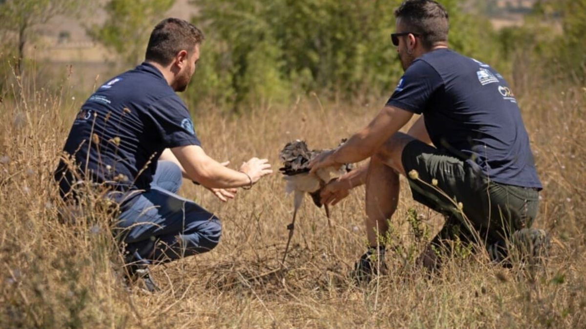 Raro esemplare cicogna nera  curata e liberata