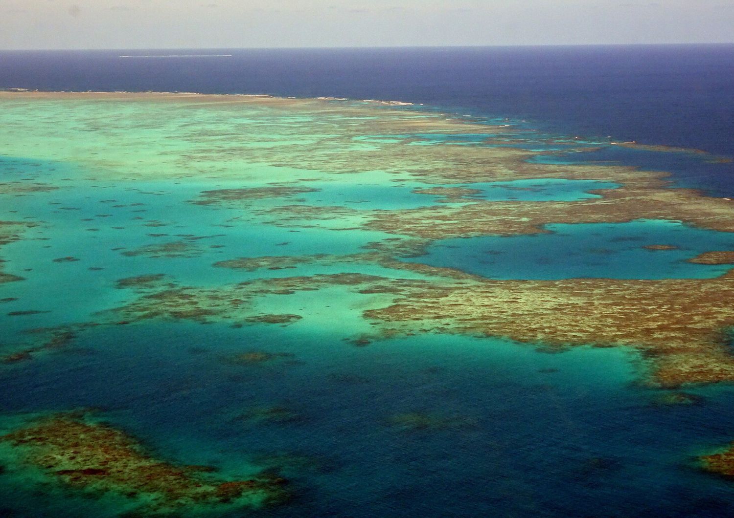 Contrordine, le barriere coralline sono più resistenti del previsto al climate change