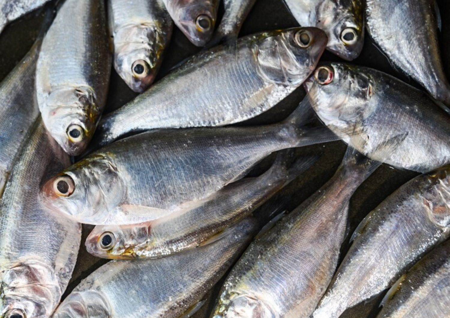 Sardine, alimento ricco di omega-3