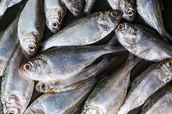 Sardine, alimento ricco di omega-3