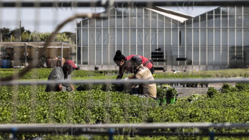 Eima International met en lumière le patrimoine agricole africain, une opportunité unique pour le Made In Italy