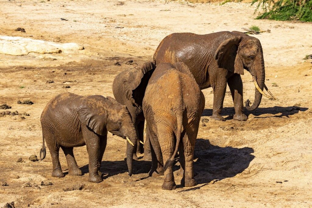 Gli elefanti africani si stanno estinguendo