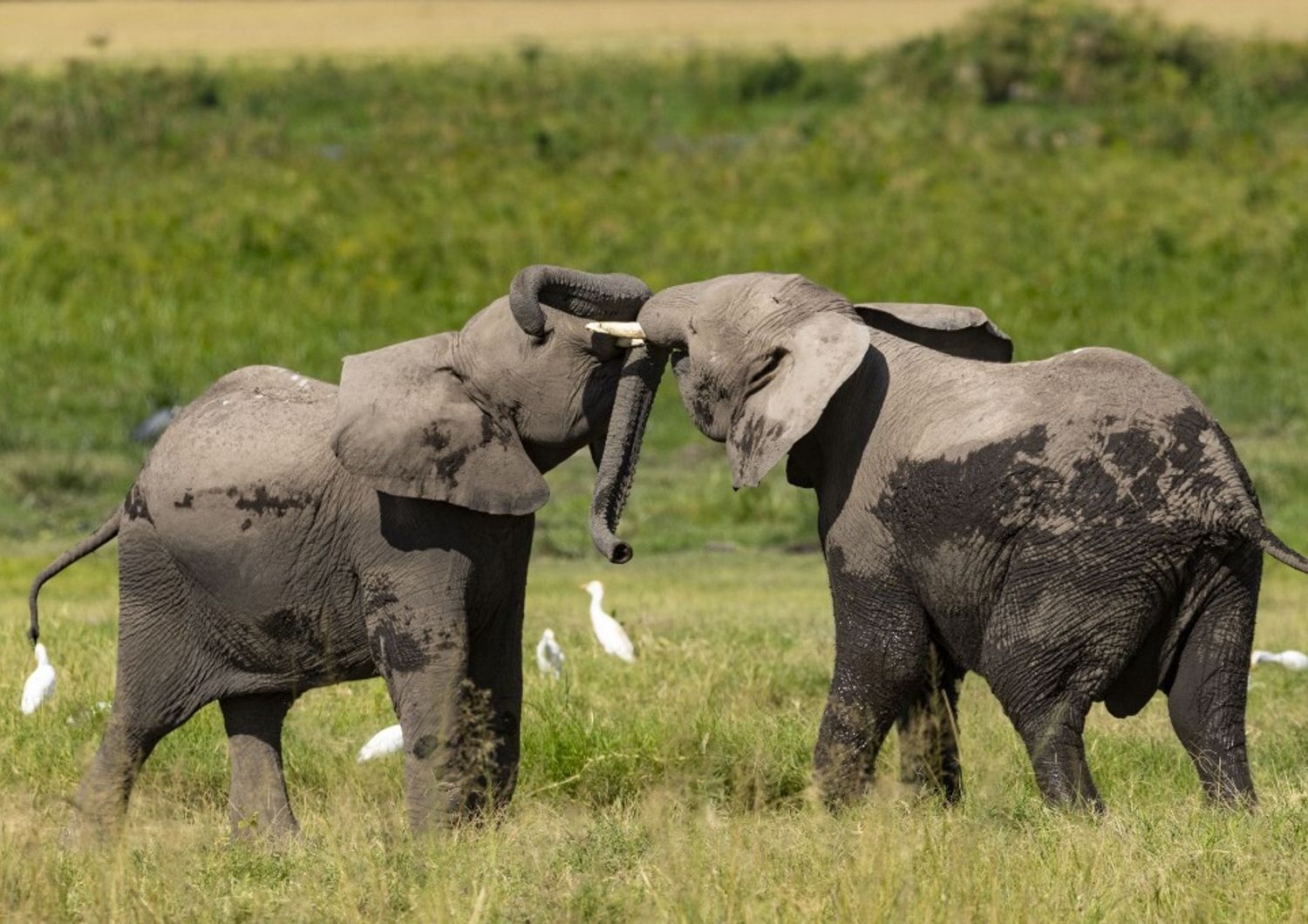 scienza gli elefanti africani stanno effettivamente scomparendo