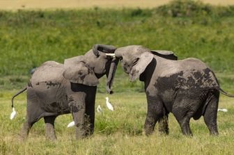 scienza gli elefanti africani stanno effettivamente scomparendo