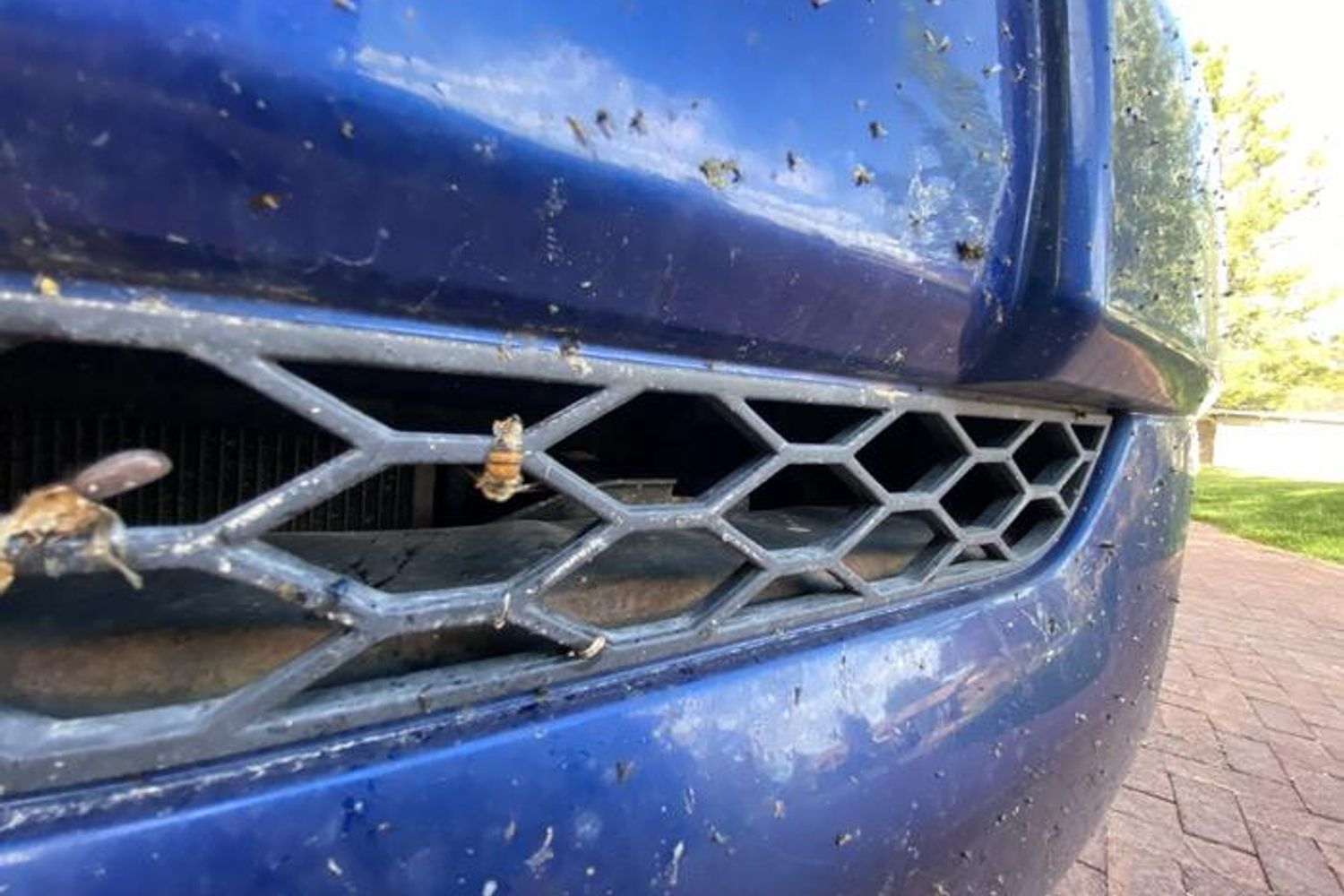 Milioni di api muoiono sulle autostrade ogni giorno