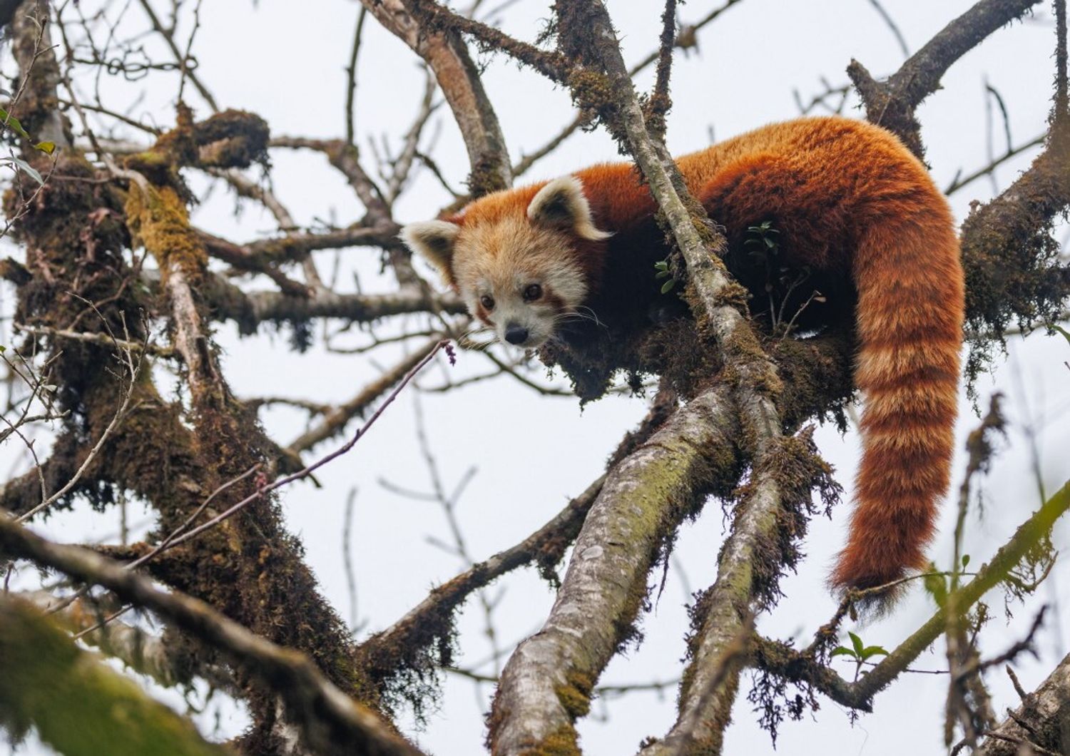 scozia cucciola panda rosso uccisa dai fuochi artificio