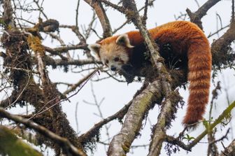 scozia cucciola panda rosso uccisa dai fuochi artificio