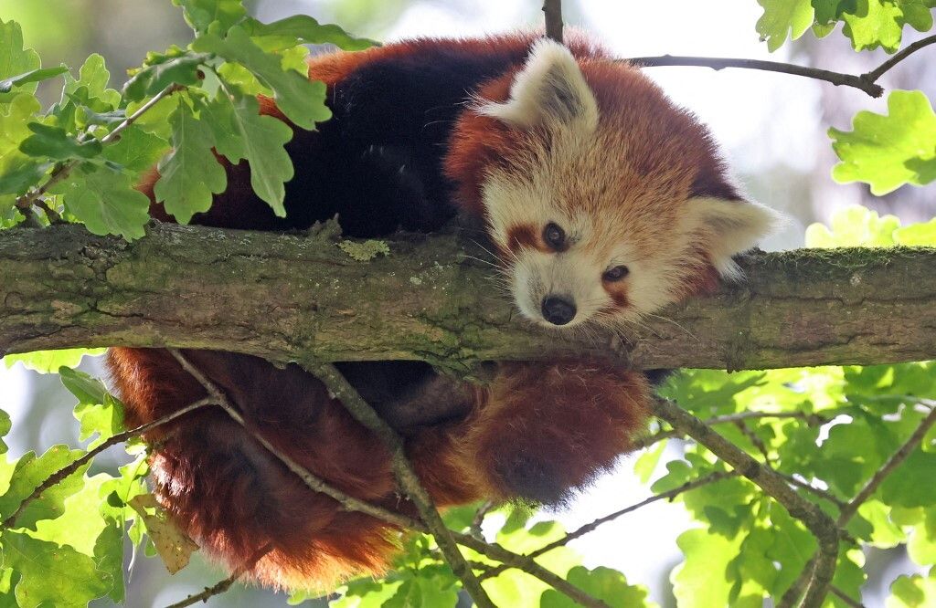 Una cucciola di panda rosso muore per i fuochi d'artificio