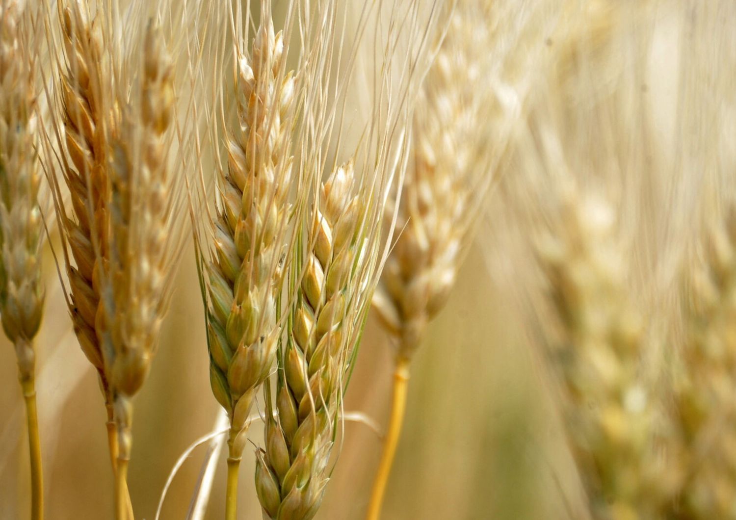 Grano