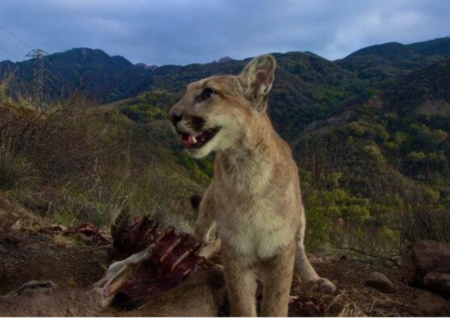 Uno dei cuccioli di P13 si gode un pasto all’alba sulle montagne di Santa Monica, nel 2014